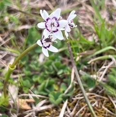 Wurmbea dioica subsp. dioica (Early Nancy) at Bonner, ACT - 30 Sep 2025 by Untidy