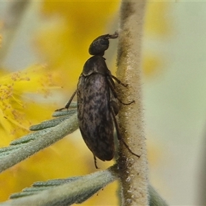 Ptilophorus pruinosus (A wedge beetle) by clarehoneydove