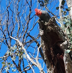 Callocephalon fimbriatum (Gang-gang Cockatoo) at Gundaroo, NSW - 23 Sep 2025 by Gunyijan