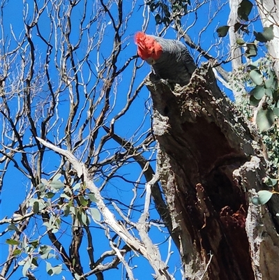 Callocephalon fimbriatum (Gang-gang Cockatoo) at Gundaroo, NSW - 23 Sep 2025 by Gunyijan