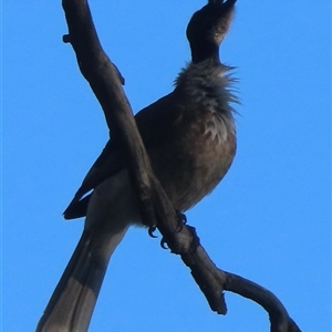 Philemon corniculatus (Noisy Friarbird) at Symonston, ACT - 29 Sep 2025 by RobParnell