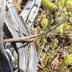 Morabidae (family) (Unidentified matchstick grasshopper) at The Pilliga, NSW - 25 Sep 2025 by HelenCross