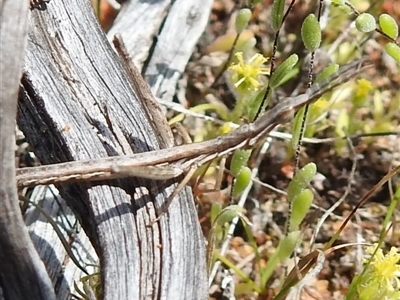 Morabidae (family) (Unidentified matchstick grasshopper) at The Pilliga, NSW - 25 Sep 2025 by HelenCross
