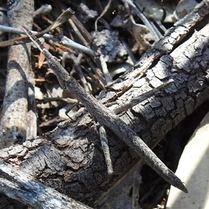 Morabidae (family) (Unidentified matchstick grasshopper) at The Pilliga, NSW - 30 Sep 2025 by HelenCross