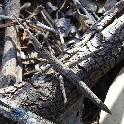 Morabidae (family) (Unidentified matchstick grasshopper) at The Pilliga, NSW - 30 Sep 2025 by HelenCross