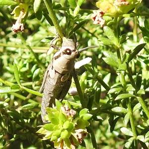 Monistria concinna (Southern Pyrgomorph) at The Pilliga, NSW - 30 Sep 2025 by HelenCross