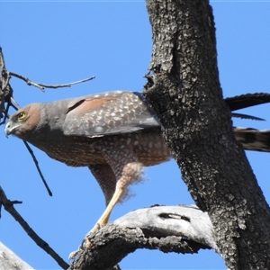 Circus assimilis (Spotted Harrier) at Yarrie Lake, NSW - 30 Sep 2025 by HelenCross