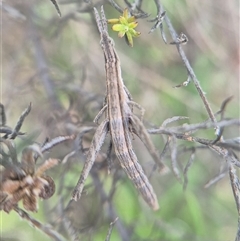 Keyacris scurra (Key's Matchstick Grasshopper) by clarehoneydove