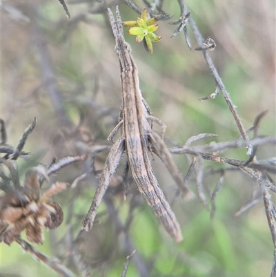 Keyacris scurra (Key's Matchstick Grasshopper) at  - suppressed by clarehoneydove