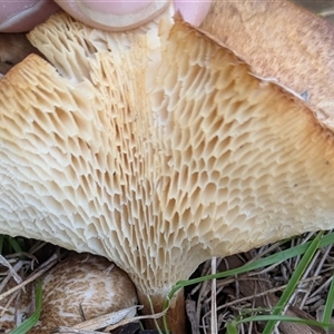 Lentinus arcularius (Fringed Polypore) at Hawker, ACT - 25 Sep 2025 by CattleDog