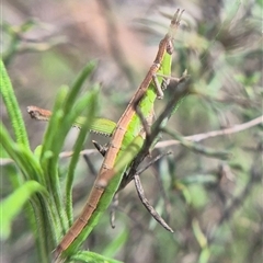Keyacris scurra (Key's Matchstick Grasshopper) by clarehoneydove