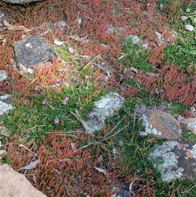Crassula sieberiana at Hawker, ACT - 25 Sep 2025 by CattleDog