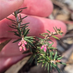 Lissanthe strigosa subsp. subulata (Peach Heath) by clarehoneydove