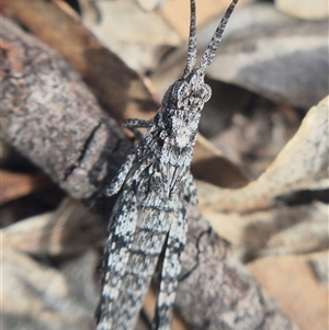 Coryphistes ruricola (Bark-mimicking Grasshopper) at Bungendore, NSW - 30 Sep 2025 by clarehoneydove