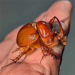 Bolboceratinae (sub-family) (An earth-boring dung beetle) at The Pilliga, NSW - 29 Sep 2025 by HelenCross