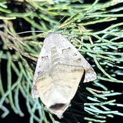 Pantydia sparsa (Noctuid Moth) at The Pilliga, NSW - 29 Sep 2025 by HelenCross