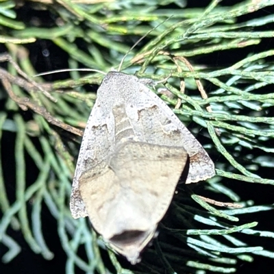 Pantydia sparsa (Noctuid Moth) at The Pilliga, NSW - 29 Sep 2025 by HelenCross