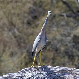 Egretta novaehollandiae (White-faced Heron) at Yarrow, NSW - 29 Sep 2025 by jb2602