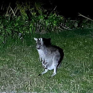 Macropus giganteus (Eastern Grey Kangaroo) at Macarthur, ACT - 29 Sep 2025 by mjc