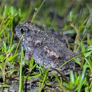 Unverified Frog at The Pilliga, NSW - 29 Sep 2025 by HelenCross