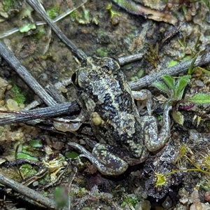 Unverified Frog at The Pilliga, NSW - 29 Sep 2025 by HelenCross