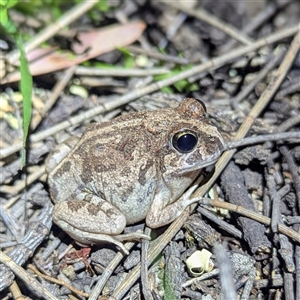 Platyplectrum ornatum at The Pilliga, NSW - 29 Sep 2025 by HelenCross