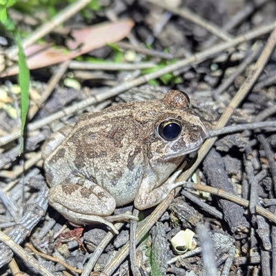 Platyplectrum ornatum at The Pilliga, NSW - 29 Sep 2025 by HelenCross