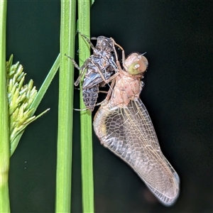 Anisoptera (suborder) (Unidentified dragonfly) at The Pilliga, NSW - 29 Sep 2025 by HelenCross