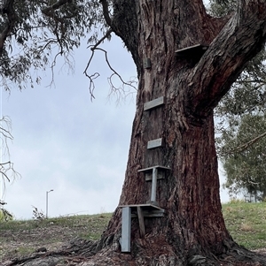 Eucalyptus bridgesiana at Bonner, ACT - 30 Sep 2025 by Untidy