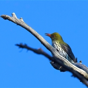 Oriolus sagittatus (Olive-backed Oriole) at Pialligo, ACT - 29 Sep 2025 by jb2602
