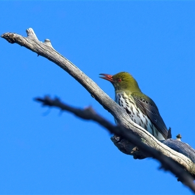 Oriolus sagittatus (Olive-backed Oriole) at Pialligo, ACT - 29 Sep 2025 by jb2602