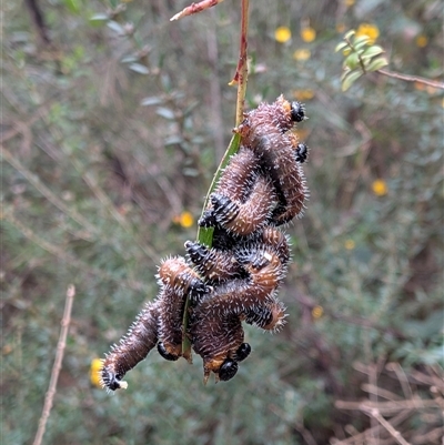 Pergidae sp. (family) (Unidentified Sawfly) at Bundanoon, NSW - 28 Sep 2025 by chriselidie