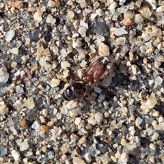 Pheidole sp. (genus) (Seed-harvesting ant) at Yass River, NSW - 30 Sep 2025 by SenexRugosus