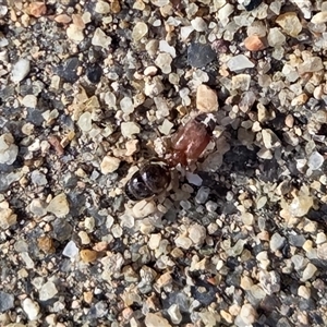 Pheidole sp. (genus) (Seed-harvesting ant) at Yass River, NSW - 30 Sep 2025 by SenexRugosus