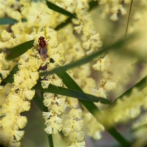 Acacia boormanii at Bruce, ACT - 30 Sep 2025 by Hejor1