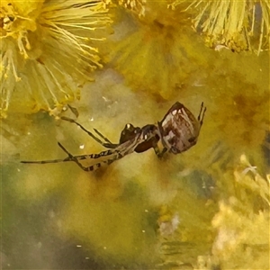 Theridiidae (family) at Bruce, ACT - 30 Sep 2025 by Hejor1