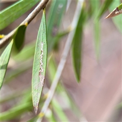 unidentified leaf miner at Bruce, ACT - 30 Sep 2025 by Hejor1