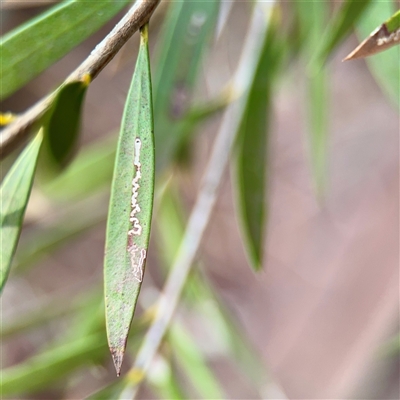 unidentified leaf miner at Bruce, ACT - 30 Sep 2025 by Hejor1