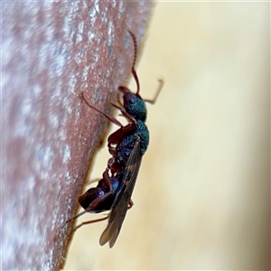 Rhytidoponera sp. (genus) (Rhytidoponera ant) at Bruce, ACT - 30 Sep 2025 by Hejor1