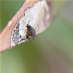 Sciaridae sp. (family) (Black fungus gnat) at Bruce, ACT - 30 Sep 2025 by Hejor1