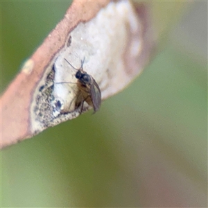 Sciaridae sp. (family) (Black fungus gnat) at Bruce, ACT - 30 Sep 2025 by Hejor1