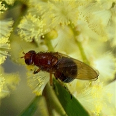 Lauxaniidae (family) (Unidentified lauxaniid fly) at Bruce, ACT - 30 Sep 2025 by Hejor1