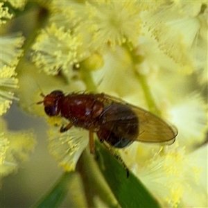 Lauxaniidae (family) (Unidentified lauxaniid fly) at Bruce, ACT - 30 Sep 2025 by Hejor1