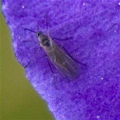 Sciaridae sp. (family) (Black fungus gnat) at Bruce, ACT - 30 Sep 2025 by Hejor1