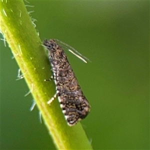 Isochorista panaeolana (A Tortricid moth) at Bruce, ACT - 30 Sep 2025 by Hejor1