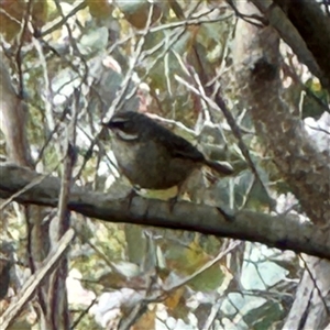 Sericornis frontalis (White-browed Scrubwren) at Bruce, ACT - 30 Sep 2025 by Hejor1