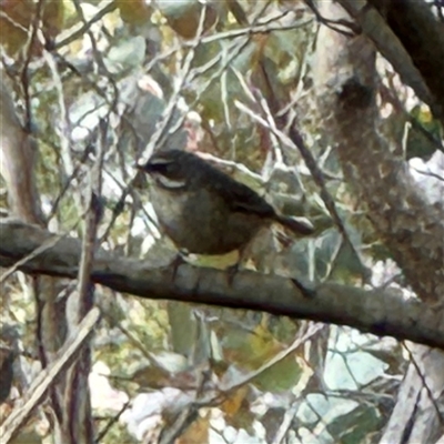 Sericornis frontalis (White-browed Scrubwren) at Bruce, ACT - 30 Sep 2025 by Hejor1