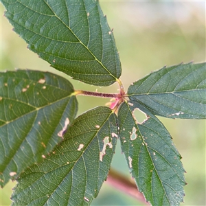 Rubus anglocandicans at Bruce, ACT - 30 Sep 2025 by Hejor1