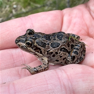 Limnodynastes tasmaniensis (Spotted Grass Frog) at Bruce, ACT - 30 Sep 2025 by Hejor1