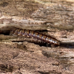 Paradoxosomatidae sp. (family) at Bruce, ACT - 30 Sep 2025 by Hejor1